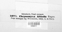 Chrysomyxa abietis image